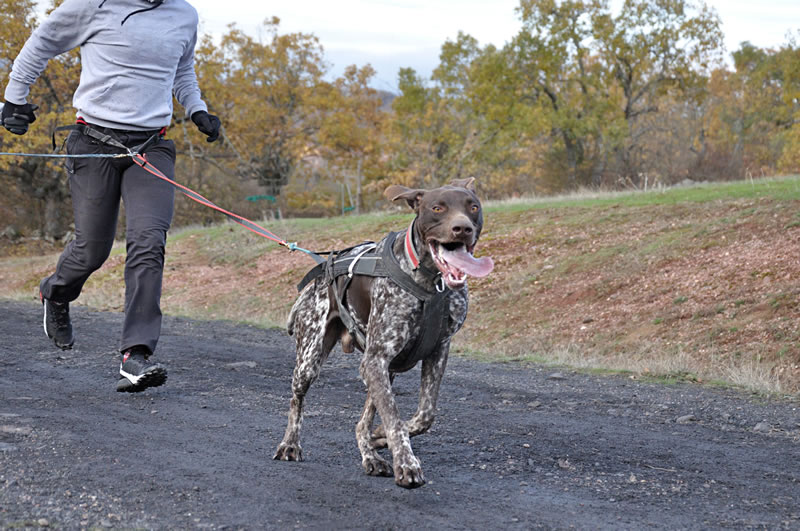 Road Running Etiquette - Running with Your Dog.